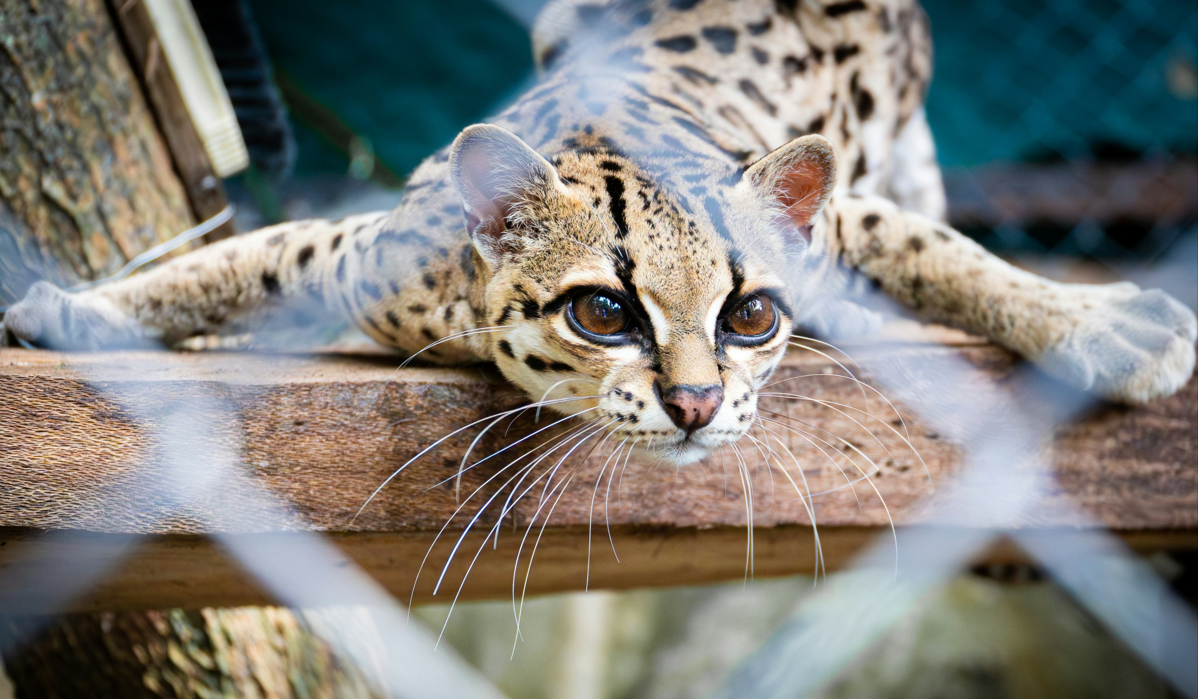 Ocelote