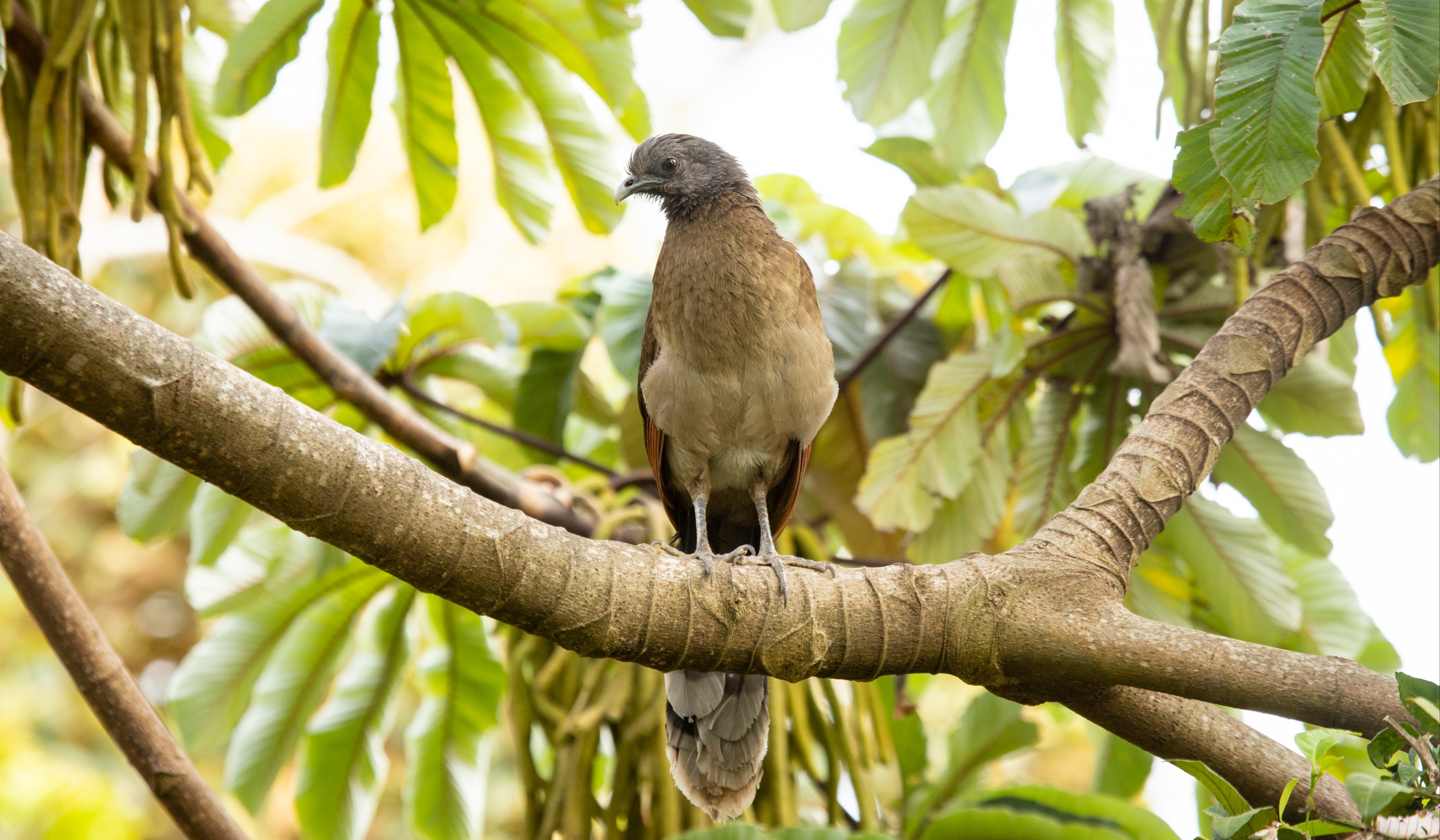 Ocotea aves 20