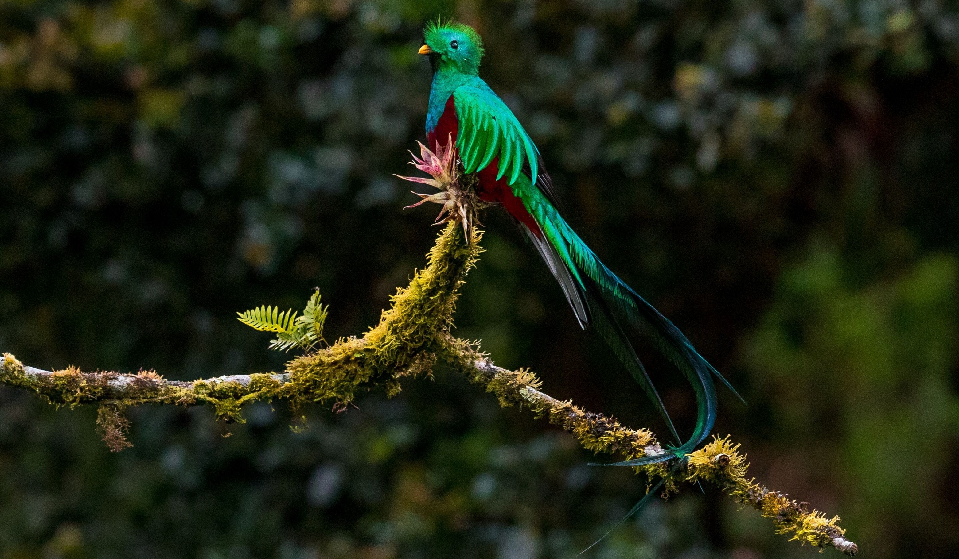 Ocotea aves 9