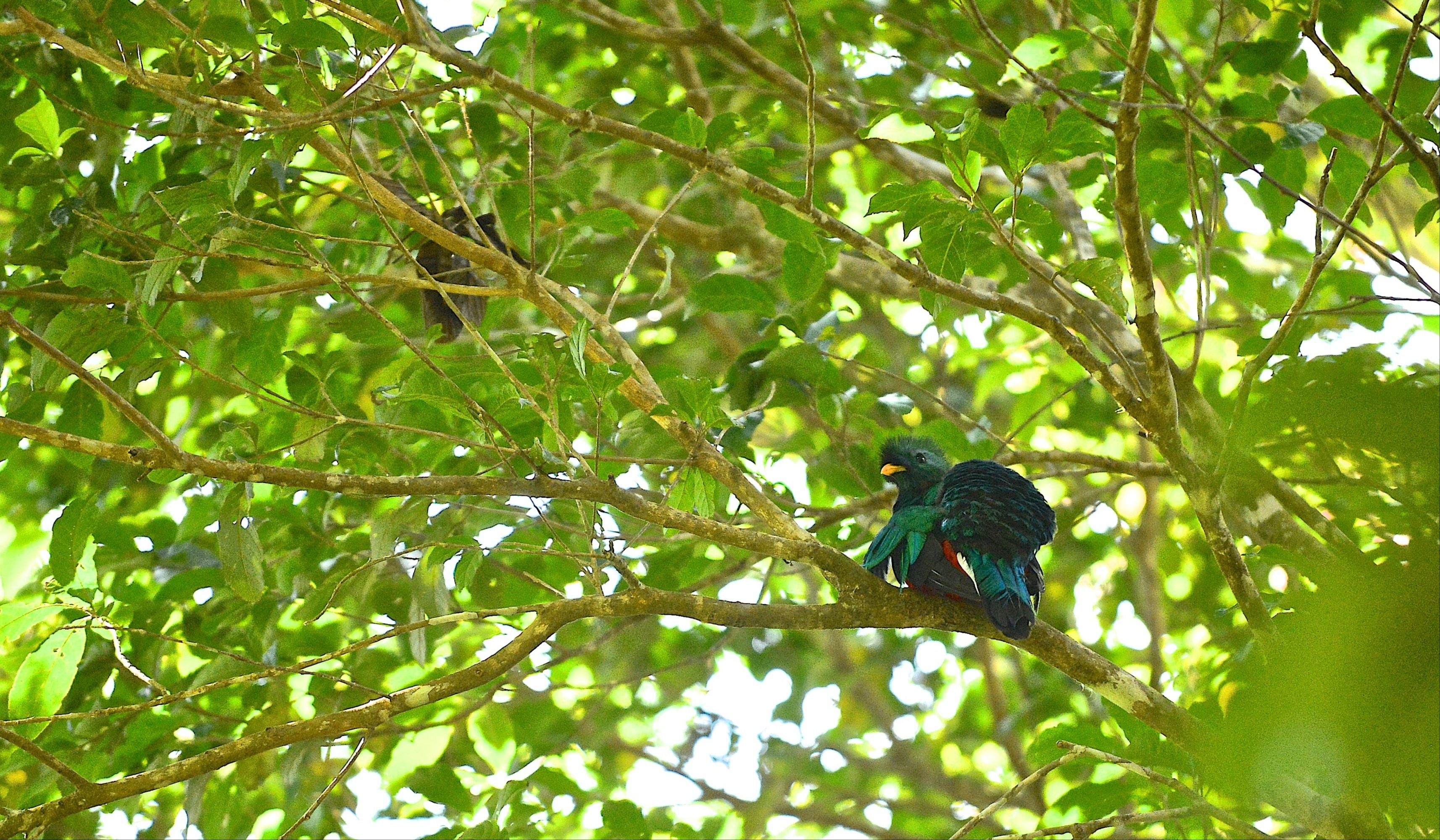 Ocotea aves