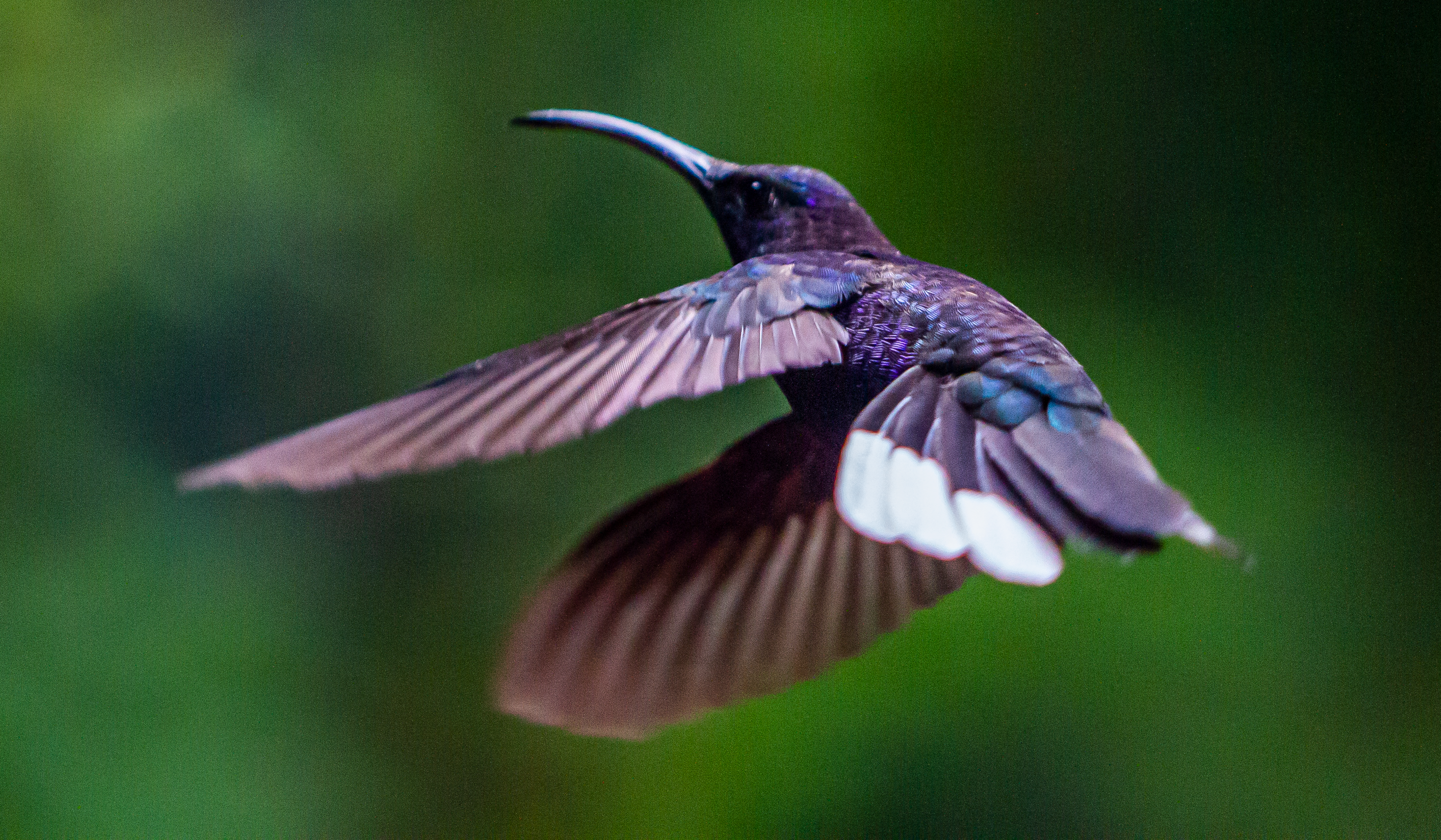 Selvatura colibríes  10-1