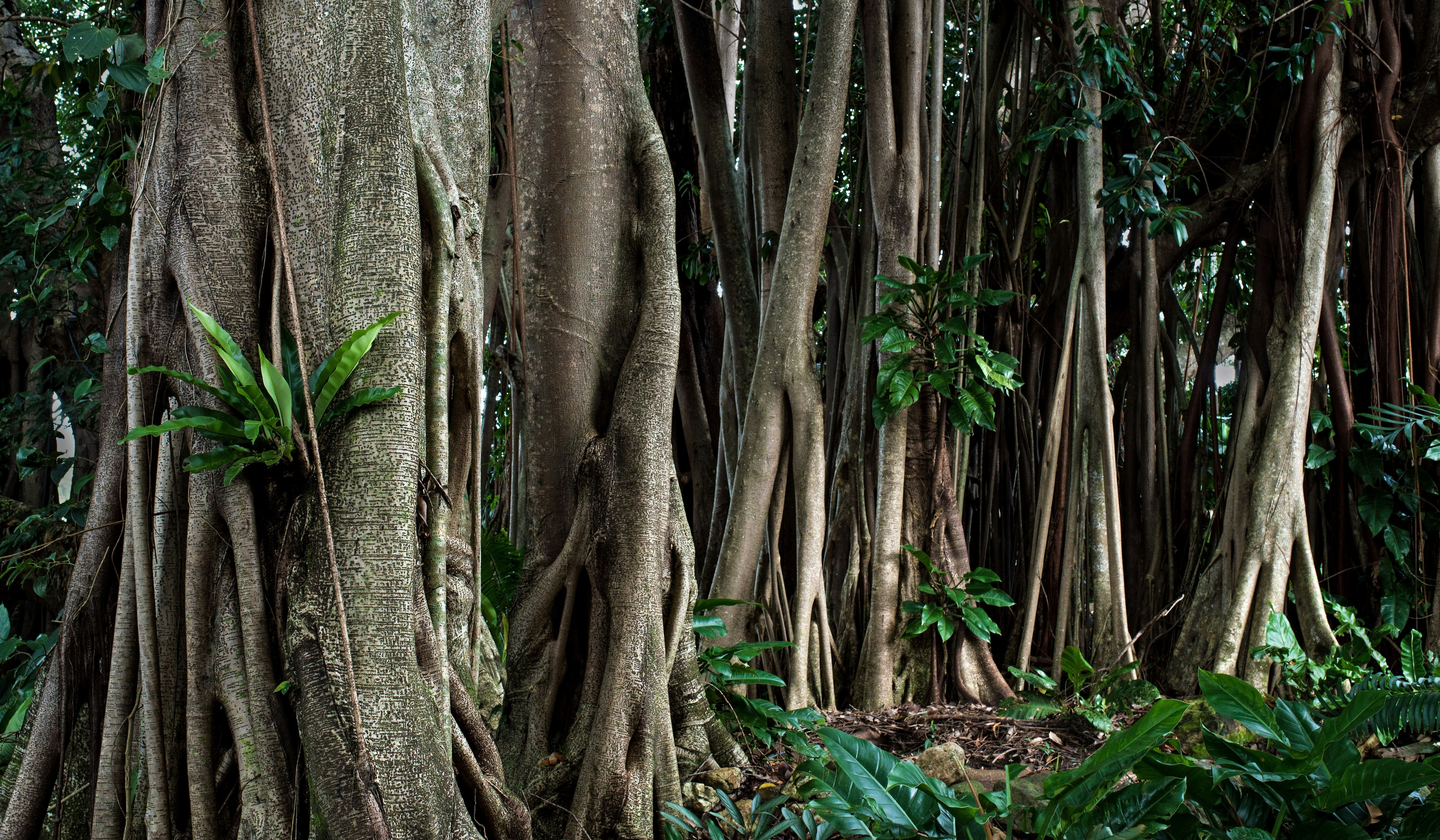 bosque