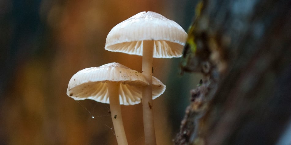 La biodiversidad de Monteverde: un día de descubrimiento en el bosque nuboso