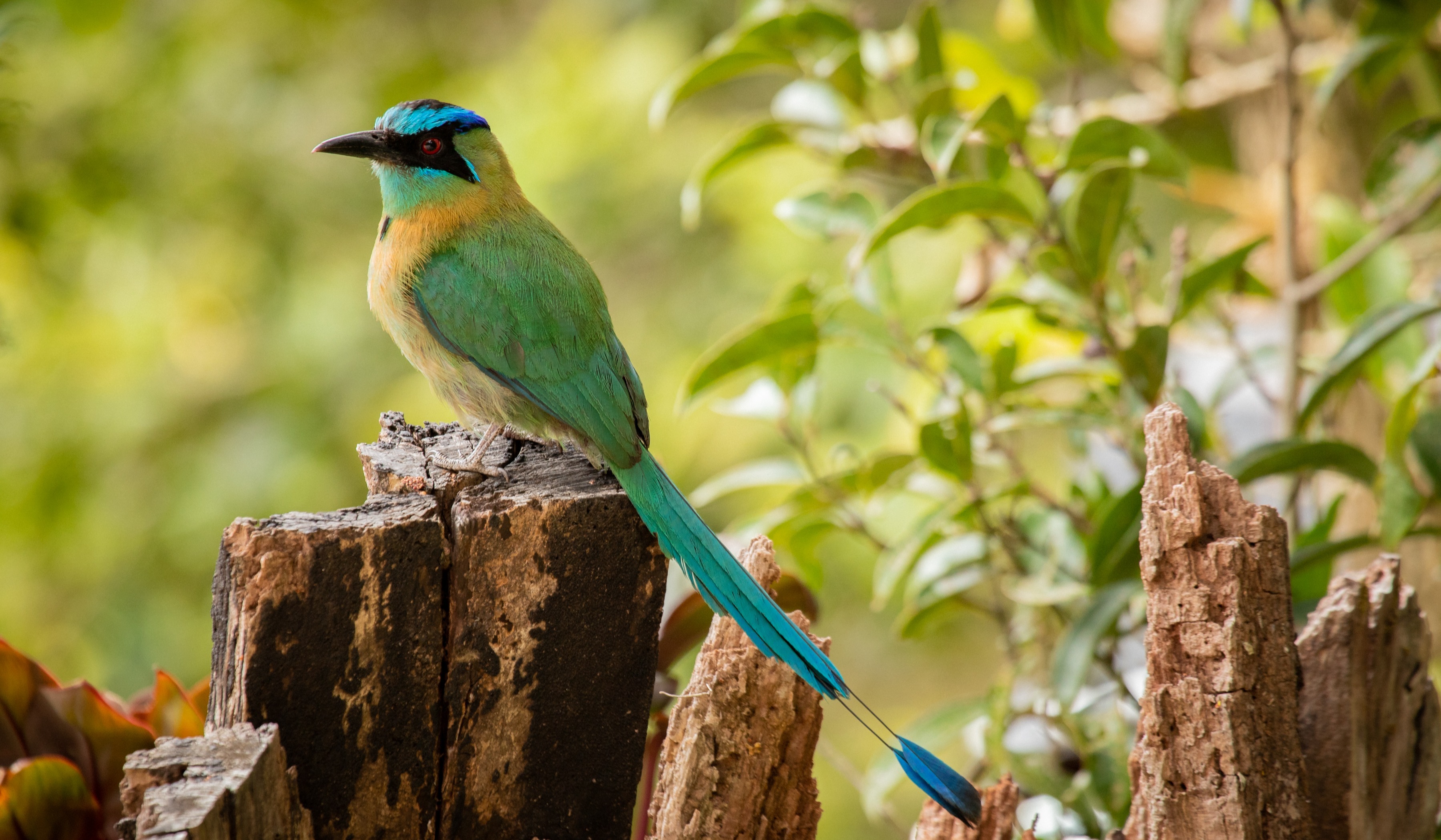 turquoise browed